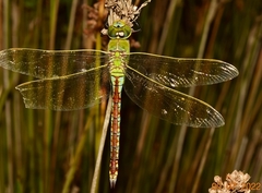 Anax parthenope