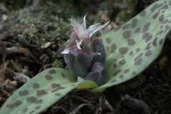 Lachenalia viridiflora