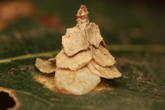 Pagodiella