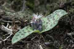 Lachenalia viridiflora