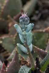 Lachenalia viridiflora