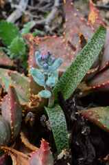 Lachenalia viridiflora