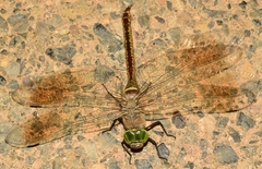Anax parthenope