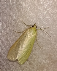 Loxostege turbidalis