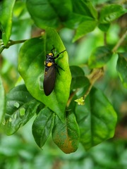 Huechys fusca