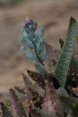 Lachenalia viridiflora