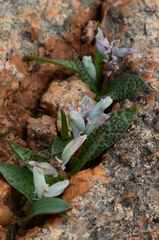 Lachenalia viridiflora