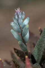 Lachenalia viridiflora