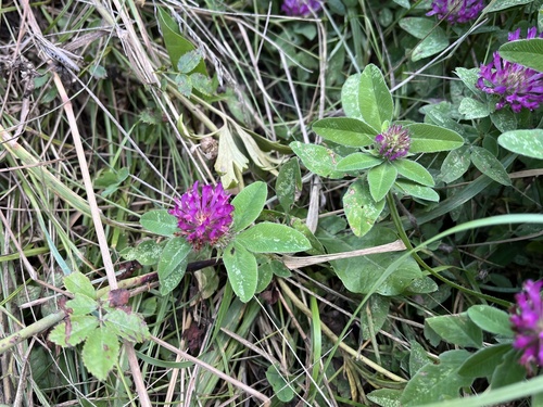 Srednja djetelina (Trifolium medium)