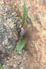 Lachenalia viridiflora
