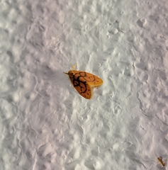 Amphisine perpusilla