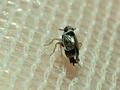 Criomorphus albomarginatus