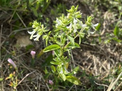 Stachys annua