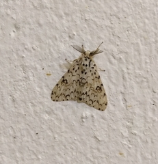 Lymantria alexandrae