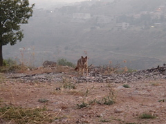 Canis aureus syriacus