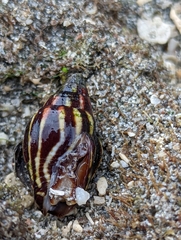 Mitridae