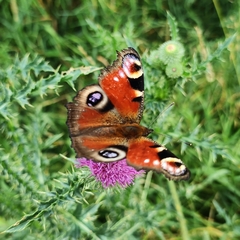 Aglais io io