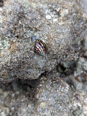 Mitridae