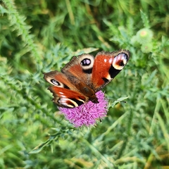 Aglais io io