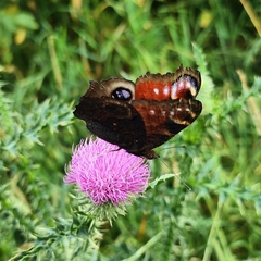 Aglais io io