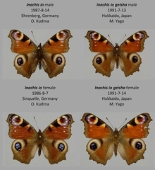 Aglais io io