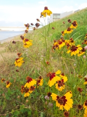 Coreopsis tinctoria