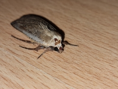 Noctua pronuba