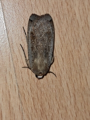 Noctua pronuba