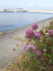 Trifolium pratense