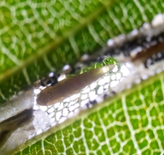 Phyllonorycter tenerella