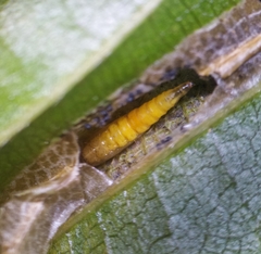 Phyllonorycter tenerella