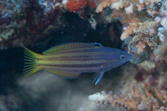 Two-Tone Wrasse photo 5