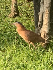 Gorsachius melanolophus