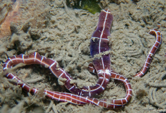 Tubulanus superbus