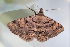 Toxonprucha repentis