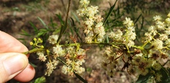 Acacia falcata
