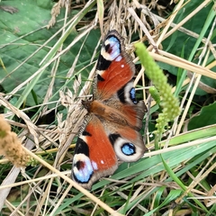 Aglais io io