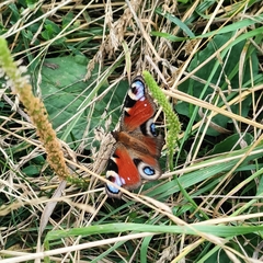 Aglais io io