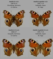 Aglais io io