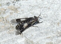 Chrysops aestuans