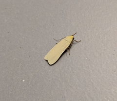 Cernyia pseudocretacea