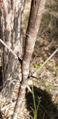 Acacia falcata