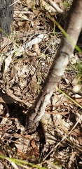 Acacia falcata