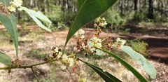 Acacia falcata