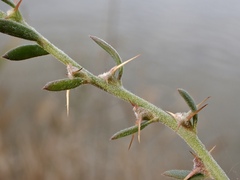 Sclerolaena muricata muricata