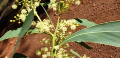 Acacia falcata