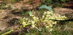 Acacia falcata