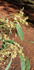 Acacia falcata