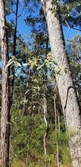 Acacia falcata