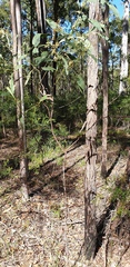 Acacia falcata